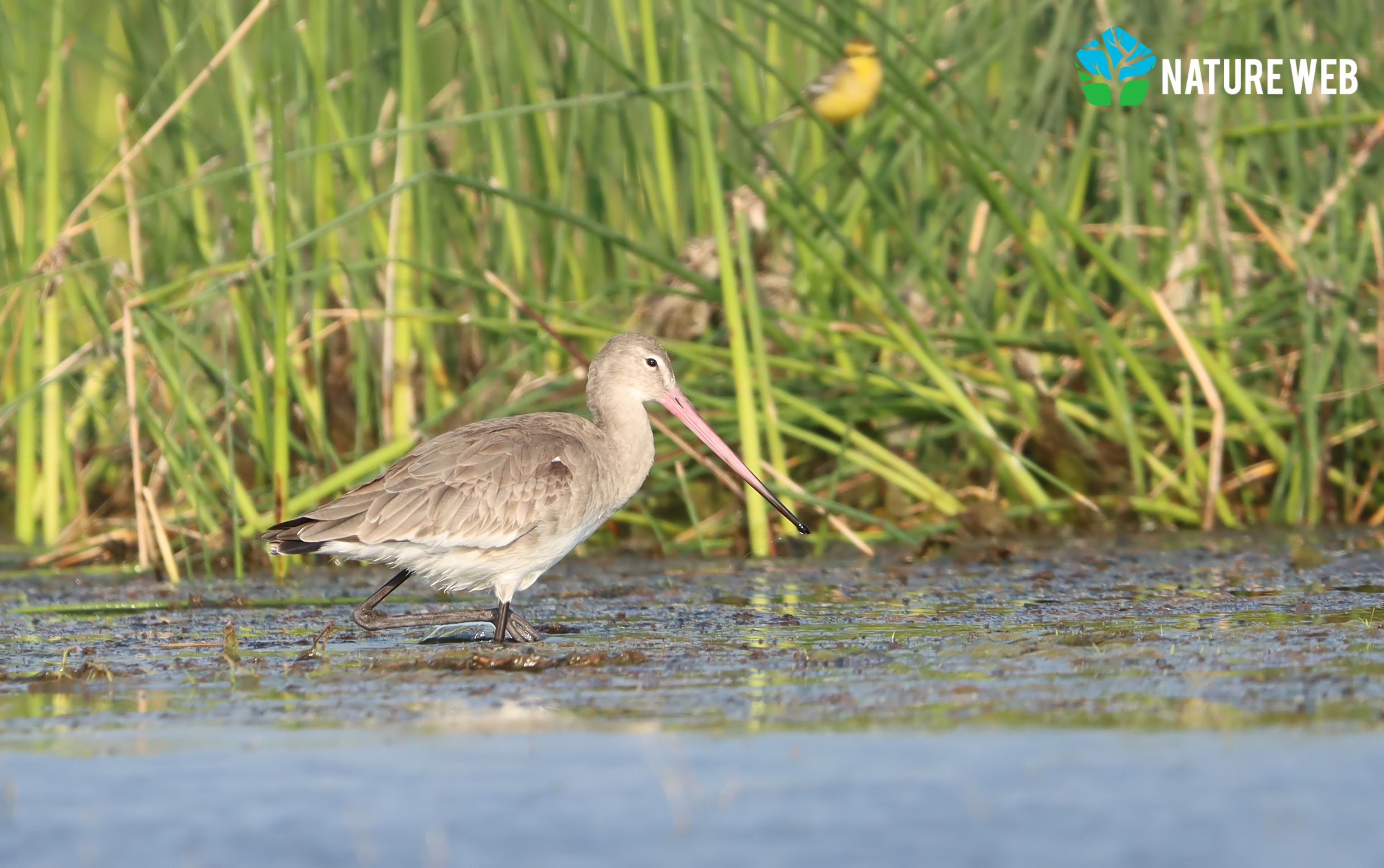 Black-tailed Godwit